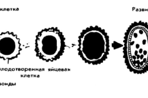 Кракен меф