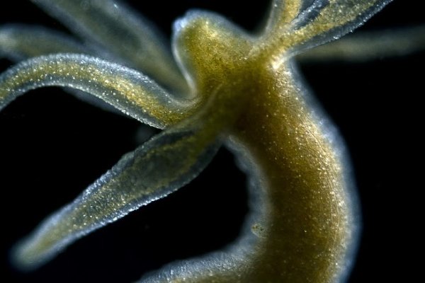 Kraken магазин интернет