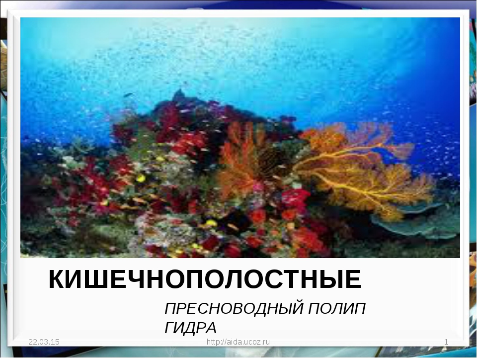 Кракен 12 сайт
